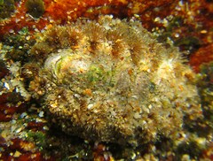 Acanthochitona garnoti