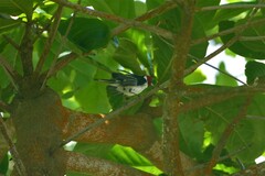 Paroaria dominicana