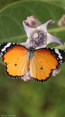 Danaus chrysippus