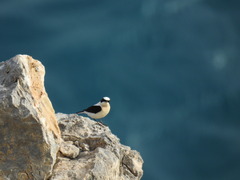 Oenanthe melanoleuca