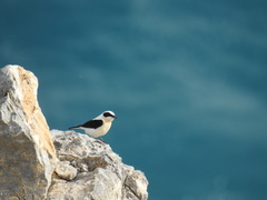 Oenanthe melanoleuca