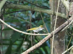 Erpornis zantholeuca
