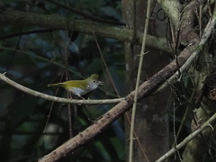 Erpornis zantholeuca