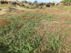 Vitex rotundifolia