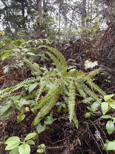 Drooping forkedfern (Dicranopteris flexuosa)