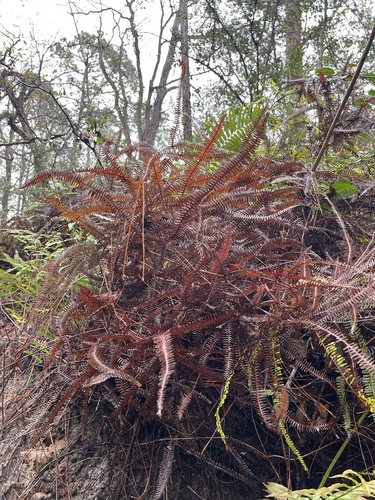 Image of Drooping Forked Fern (Dicranopteris flexuosa) by (c) Brandon Corder, some rights reserved (CC BY)