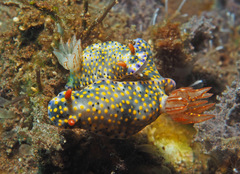 Hypselodoris roo