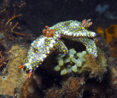 Hypselodoris roo