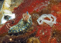 Hypselodoris roo
