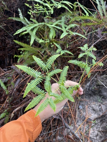 Drooping forkedfern (Dicranopteris flexuosa)