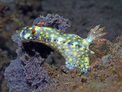 Hypselodoris roo