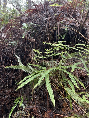 Image of Drooping Forked Fern (Dicranopteris flexuosa) by (c) Brandon Corder, some rights reserved (CC BY)