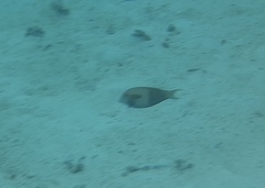 Acanthurus olivaceus