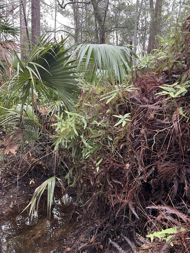Image of Drooping Forked Fern (Dicranopteris flexuosa) by (c) Brandon Corder, some rights reserved (CC BY)