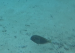 Acanthurus olivaceus