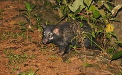 Paradoxurus hermaphroditus