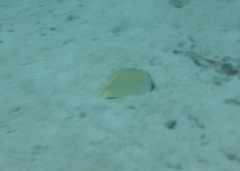 Chaetodon citrinellus