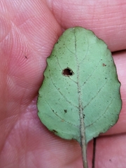 Coccocypselum herbaceum