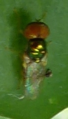 Pipunculidae