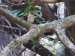 Cyornis