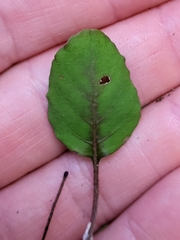 Coccocypselum herbaceum