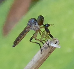 Ommatiini