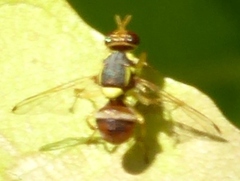 Bactrocera