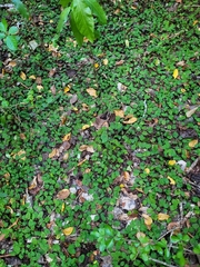 Coccocypselum herbaceum