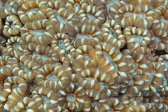 Caulastraea furcata