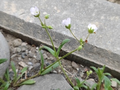 Holosteum glutinosum
