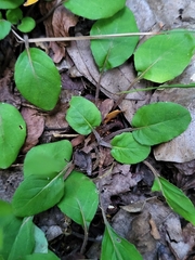 Coccocypselum herbaceum