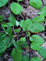 Coccocypselum herbaceum