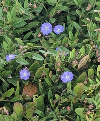 Evolvulus alsinoides