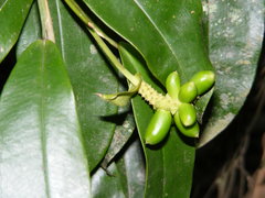 Pothos brassii
