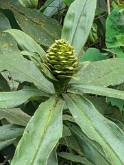 Costus guanaiensis