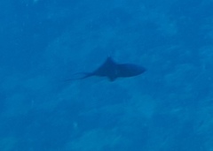 Odonus niger