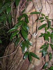 Pothos brassii