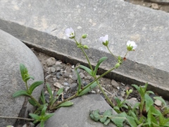 Holosteum glutinosum