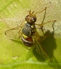 Bactrocera