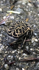 Gymnetis strigosa