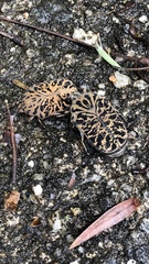 Gymnetis strigosa