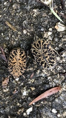 Gymnetis strigosa