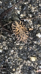Gymnetis strigosa