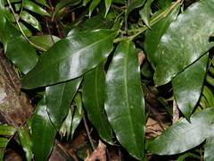 Pothos brassii