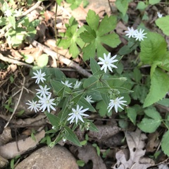 Stellaria pubera