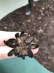 Astraeus hygrometricus