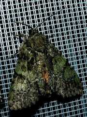 Polyphaenis sericata