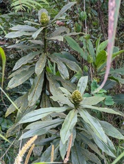 Costus guanaiensis