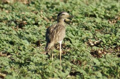 Burhinus bistriatus