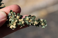 Alternanthera pungens